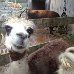 Meet your Posher, Libby